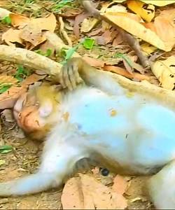 OMG! What Happen On Tiny Monkey Vomit Like This #Monkeyvideos | Monkey Smile