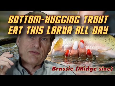Year-round Delight: Trout Devour Midge Larvae