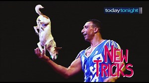 5.3K views · 47 reactions | On Tuesday's show, the four legged circus comes to Perth. | Today Tonight | Facebook
