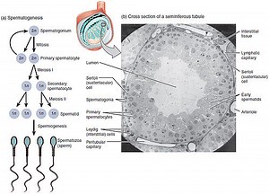 Spermatogenesis