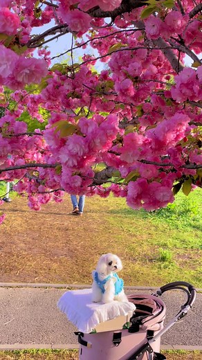 日本の春 #日本の風景 #cherryblossom #桜 #bungasakura #sakura #おすすめ #spring #春