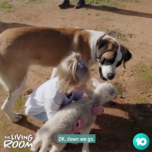 1.2M views · 19K reactions | Dr Chris Brown turns detective - to discover why this St. Bernard is stealing spring lambs  | The Living Room | Facebook