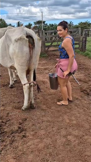 Why doesn't a cow give milk without a calf? #shorts