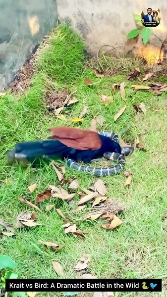 Krait vs Bird: A Dramatic Battle in the Wild 🐍🐦#wildliferescue #snake #wildlife #animals #snakevideo
