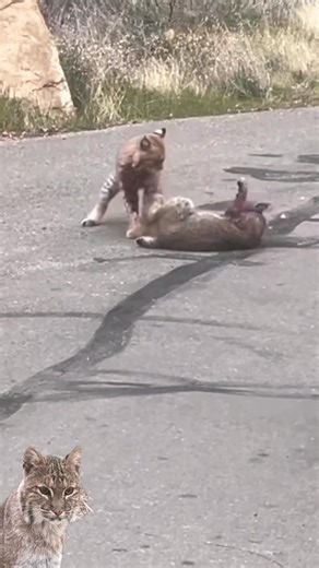bobcats fighting
