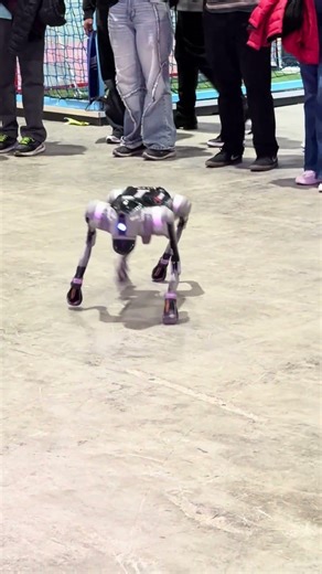 Perro Robot #talentland #robogames