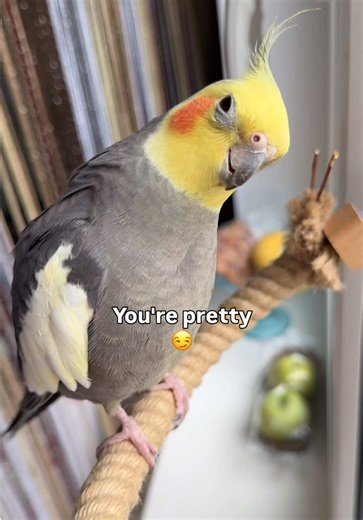 Funny Cockatiel & Parrot Reactions Compilation