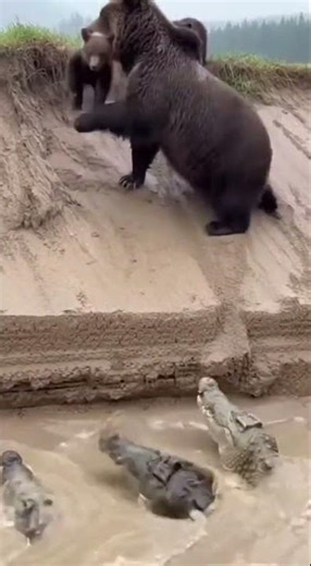 A moment of life and death, she save her son #saveanimals #viral #elephant