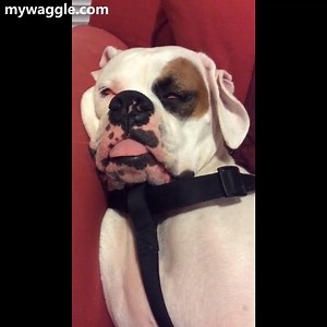 48K views · 650 reactions | Wonder what's he dreaming about? Check out our latest blogs on : https://bit.ly/3aLopoD | Animal Tales | Facebook