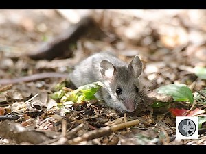 Souris sylvestre/Deer Mouse
