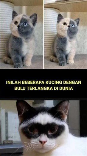 Inilah bulu kucing terlangka di dunia part 2 #shorts