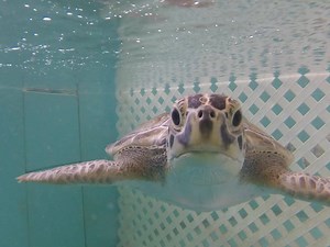46K views · 397 reactions | Ever wonder what sea lettuce feels like? Happy weekend from The Sea Turtle Hospital at UF Whitney Lab! | The Sea Turtle Hospital at UF Whitney Lab | Facebook