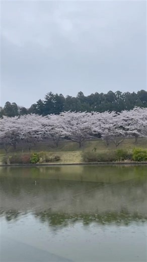 小雨の東北歴史博物館の桜。＃東北歴史博物館 ＃桜
