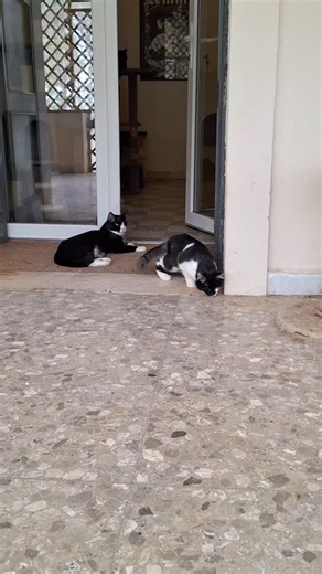 Lola's first time out on the veranda 💖 | Twiglet & Crew