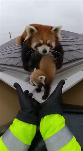 A Mother Red Panda and Her Cub Rescued from a Flooded Roof