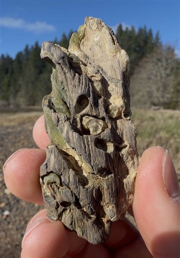 Did You Know Petrified Wood on the Oregon Coast Can Hold Evidence of Ancient Animals ‼️😱 This piece of petrified wood from Yaquina Bay, Oregon is around 20 million years old, dating back to the Miocene epoch. During that time, this coastline looked very different and was home to a wide range of marine life. Look closely and you’ll see burrows preserved inside the wood. These were made by an ancient species of burrowing clam, sometimes called a wood-boring clam. These animals drilled into submer