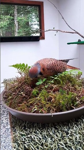 Fe's Mealworm Enrichment #stayactive #Falcons #wildlife #kestrel