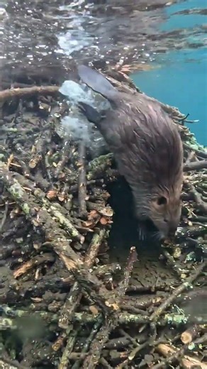 Beaver POV: Speeding Through Hidden Tunnels 😨 #wildlife #nature