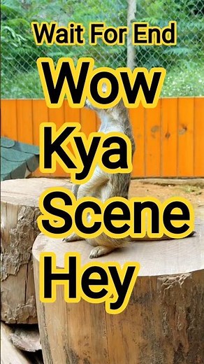 "Amazing Wildlife Nature Shorts | Jungle Animals Video"