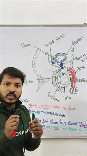 SPERM PRODUCED IN ONE DAY ? #knowledge #upsc #neet