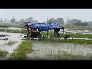 Rainy Day Walk through Village and Farm Field Covered with Water-Local Looks