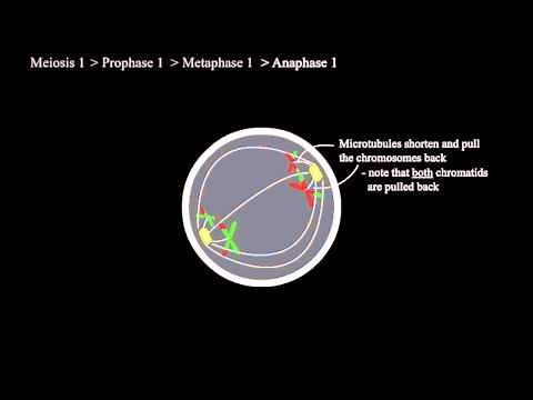 How Meiosis Works