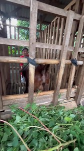 130K views · 1.1K reactions | Review kambing boer f4 murah di mitra madu kelud farm MADU KELUD FARM Ds Sugehwaras Kec Ngancar Kab Kediri HP : 085855135026 INFO LEBIH LANJUT BISA LANGSUNG MENGHUBUNGI WA.me/6285855135026 #ternakkambing #kambingboer #kandangkambing | Sahabat Sapi | Facebook