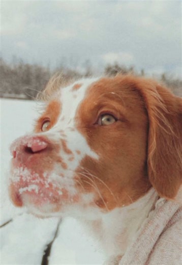 Create Cinematic Puppy Videos with Your Phone