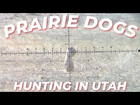Hunting Prairie Dogs in Utah