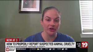 How to properly report suspected animal cruelty