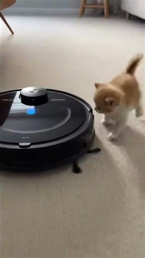 This Kitten vs Robot Vacuum 😂 #shorts #catvideos #viral