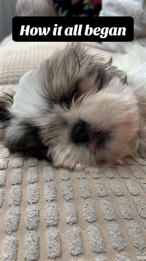 The Beginning of the Archibald Era: From Puppy to Professional Floof