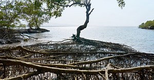 Apple mangrove preservation project protects communities - 9to5Mac