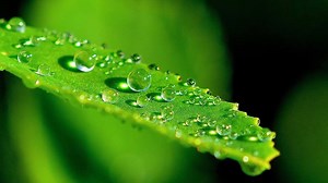 Macro Photography is extreme close-up photography, usually of very...