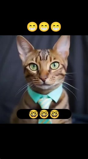 Funny Cat Comedy Videos That Will Make You Laugh