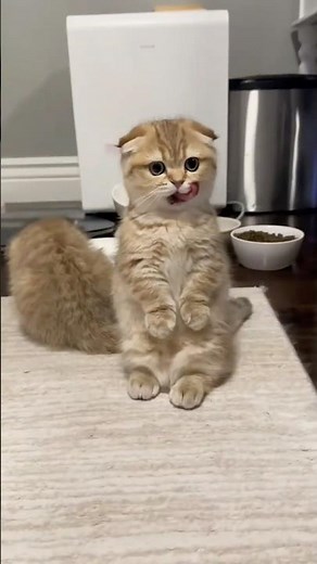 Explaining the Munchkin Cat Breed