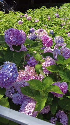 🌸 부산 북구 화명동에서 만나는 수국의 계절 🌸