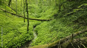 Trees fallen over a creek in a soft green forest