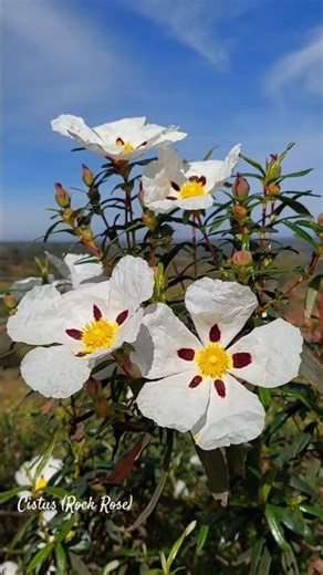Spring Awaits: Cistus Rock Rose Blooms in Full Glory! 🌸 #Cistus #RockRose #SpringBeauty