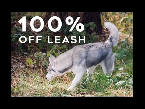 Step By Step How To Train Your Husky To Be Fully Off Leash | Little Husky Voodoo