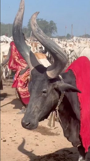 Visit South Sudan 🇸🇸 | Discover the Amazing Cultures and Traditions of South Sudan