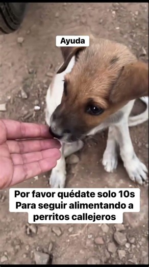 Hazlo por ellos ❤️ #shorts #rescue #viralshorts #viral