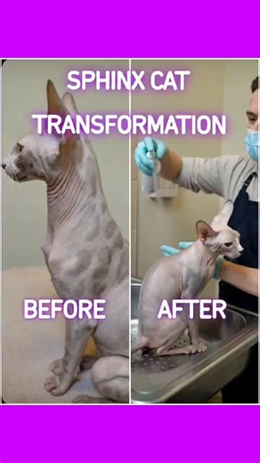 SPHINX CAT TRANSFORMATION #sphinx #sphinxcat #grooming #petcare #furbaby
