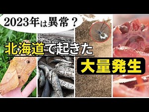 [Mass Outbreak Roundup] Strange occurrences on land and sea in Hokkaido: Japanese oak silkworm an...