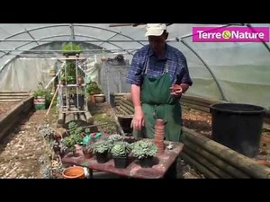 Multipliez vos echeveria et autres suculentes