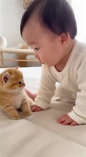 触れ合い🥰 #kitty #cat #猫のいる暮らし #baby #猫のいる暮らし