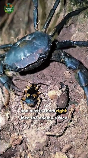 Acid Spraying Bombardier Beetle! 🧪🪲😱