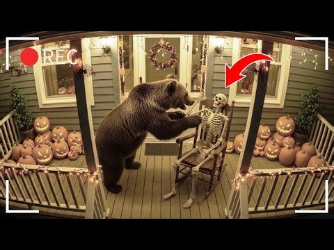 🎃 Funny Bears Scared by Halloween Decorations 🐻 (CCTV)