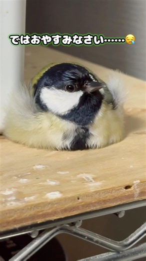 【シジュウカラ】保護した野鳥のおやすみ観察 #シジュウカラ #野鳥 #保護活動 #鳥 #birds #wildbirds #shorts