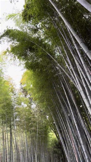 Tokyo Japan Street Life 2025 🇯🇵 | Shibuya Scenes, 3D Cat, Cosplay & City Vibes 東京ストリート #28